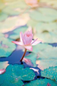 Photo of a lotus blossom to represent the Qualities of the Heart