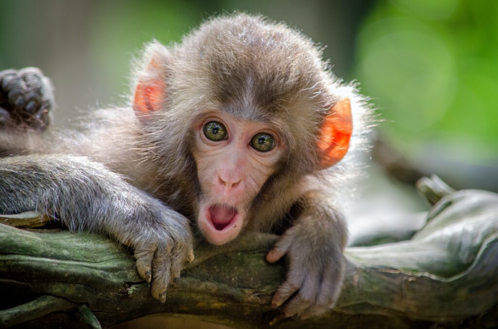 meditation class to work with your monkey mind